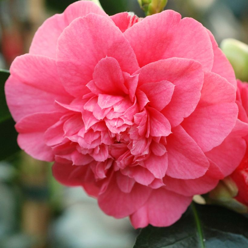 Camélia chandleri Elegans - Camellia japonica (Flowering)