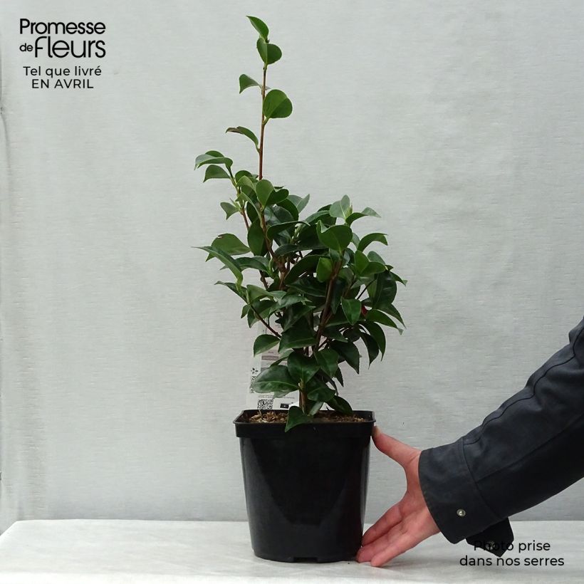 Example of Camélia Roger Hall - Camellia japonica Pot de 3L/4L as you get in printemps