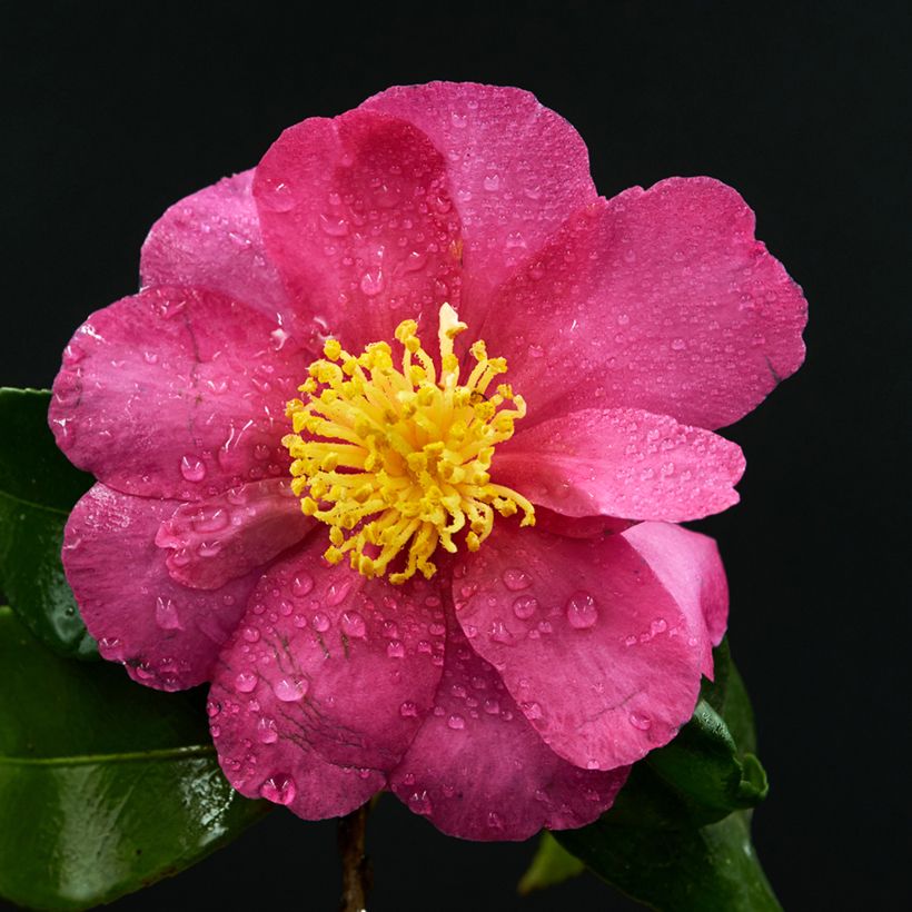 Camellia sasanqua Belinda - camélia d'automne (Flowering)
