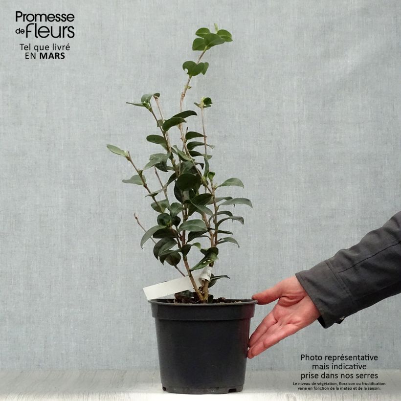 Example of Camellia sasanqua Belinda - camélia d'automne Pot de 4L/5L as you get in printemps