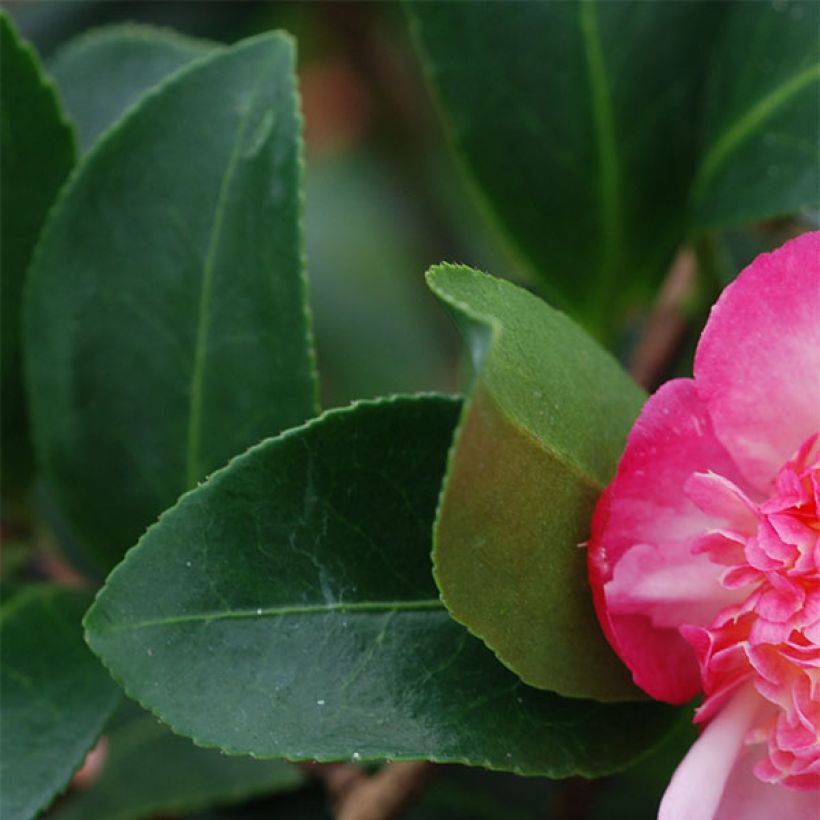 Camélia d'automne - Camellia sasanqua Choji Guruma (Foliage)