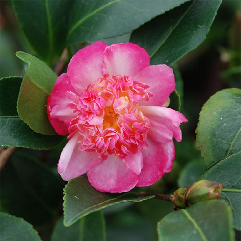 Camélia d'automne - Camellia sasanqua Choji Guruma (Flowering)