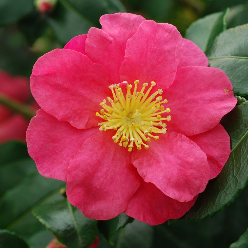 Camélia d'automne - Camellia sasanqua Sekiyo (Flowering)