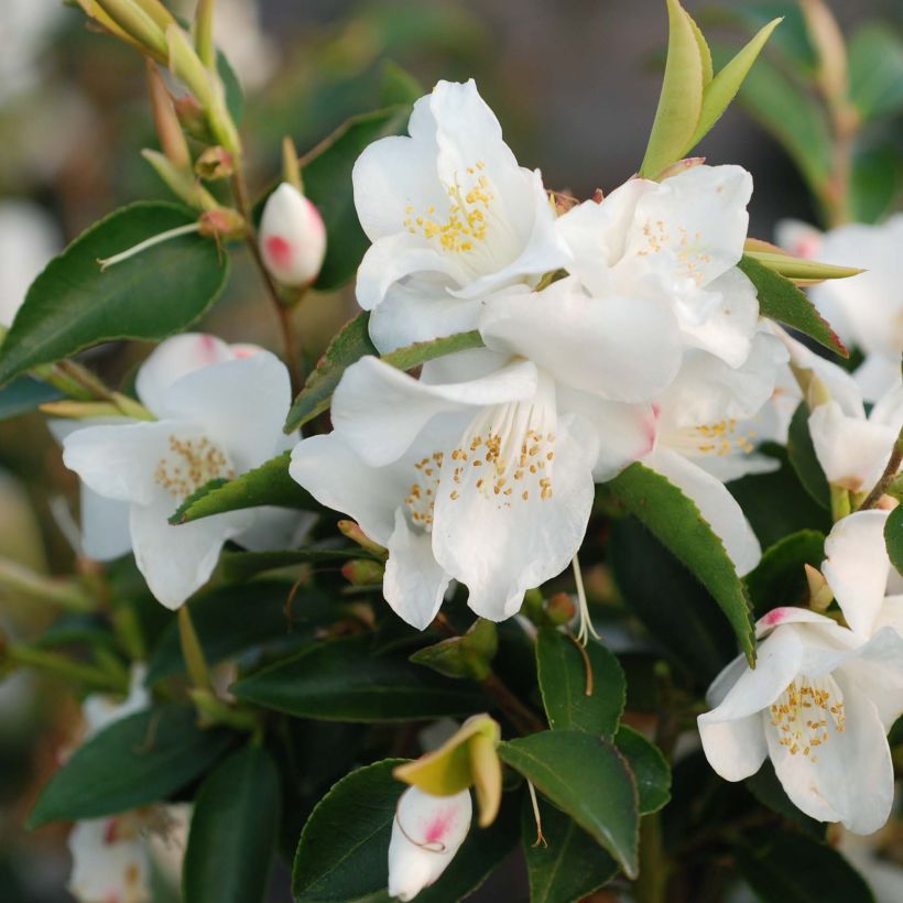 Camellia transnokoensis - Camélia botanique (Flowering)