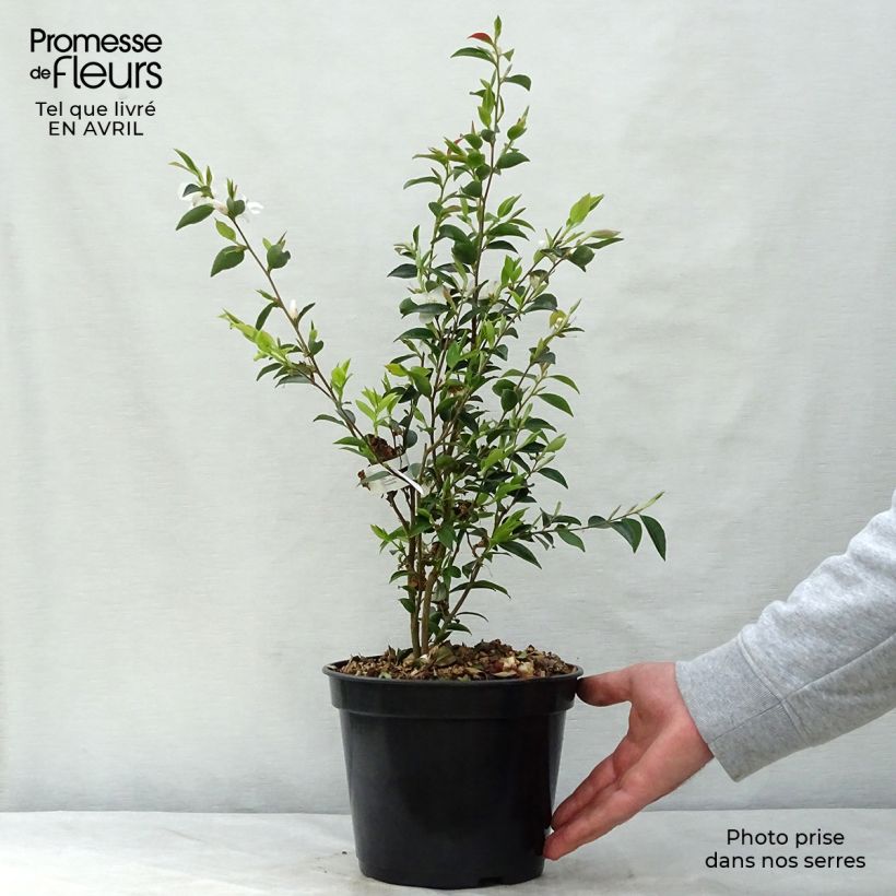 Example of Camellia transnokoensis - Camélia botanique Pot de 4L/5L as you get in printemps