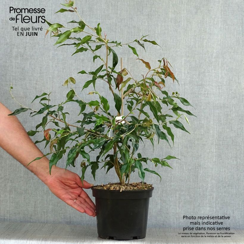 Spécimen de Camellia tsaii - Camélia d'hiver Pot de 4L/5L tel que livré en été