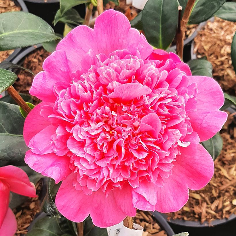 Camélia Anticipation - Camellia x williamsii (Flowering)