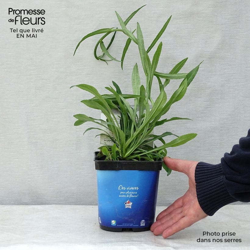 Example of Campanule à feuilles de pêcher - Campanula persicifolia Pot de 2L/3L as you get in printemps