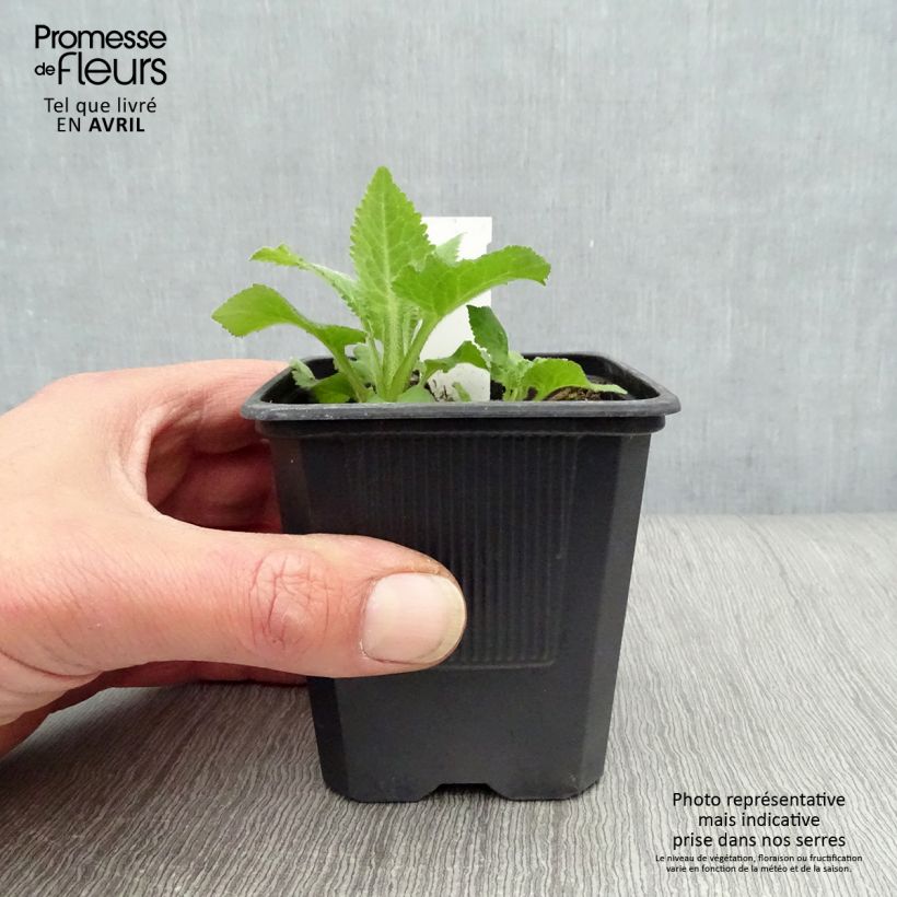 Example of Campanula Sarastro - Campanule hybride Godet de 8/9 cm as you get in printemps