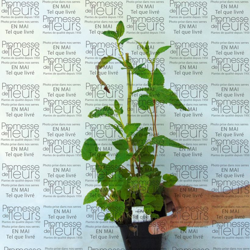 Exemple de spécimen de Campanula Wedding Bells  - Campanule double Godet de 8/9 cm tel que livré