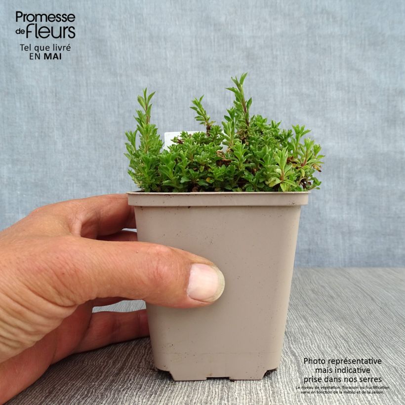 Example of Campanula cochleariifolia - Campanule à feuilles de cochléaire Godet de 8/9 cm as you get in printemps