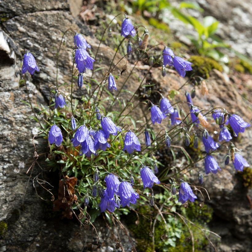 Campanula cochleariifolia - Campanule à feuilles de cochléaire (Plant habit)