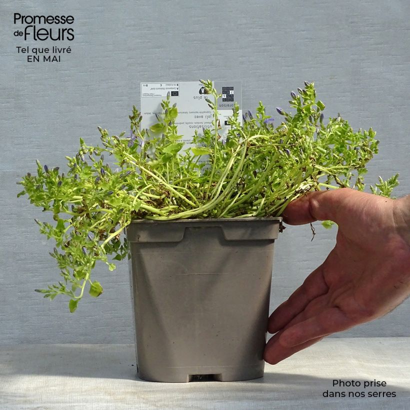 Example of Campanula garganica Dickson s Gold - Campanule étoilée Pot de 2L/3L as you get in printemps