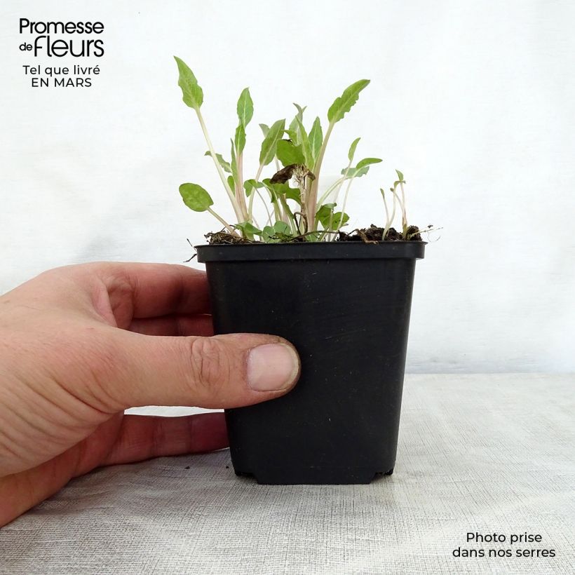 Spécimen de Campanula glomerata Genti Twisterbell Godet de 8/9 cm tel que livré au printemps