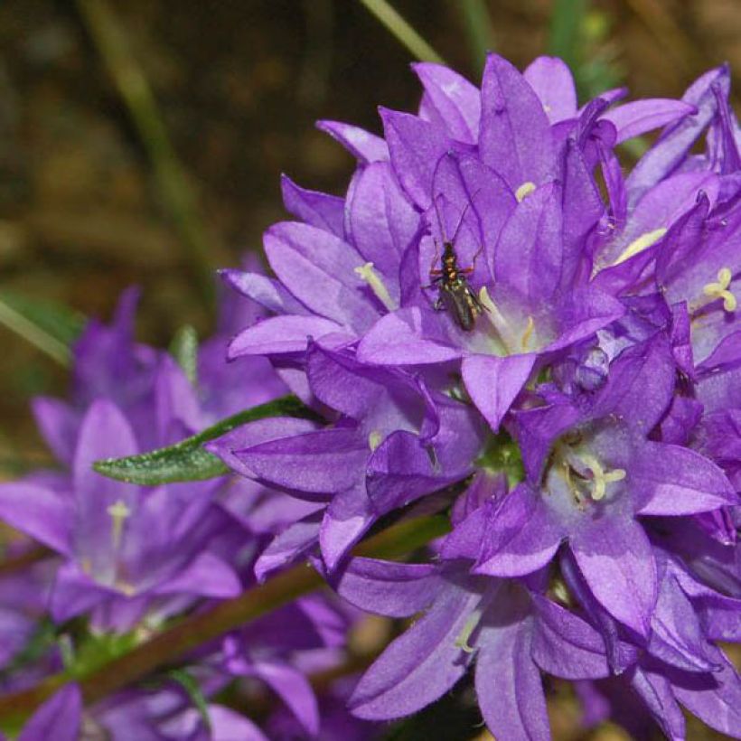 Campanule à bouquets - Campanula glomerata Superba (Flowering)
