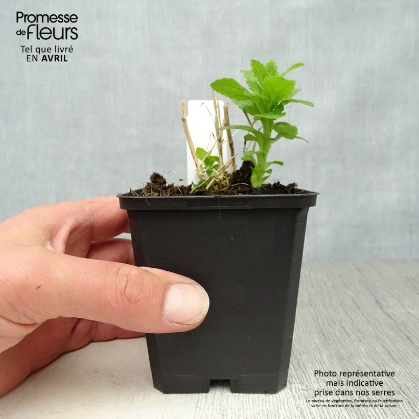 Example of Campanule lactiflora Alba Godet de 8/9 cm as you get in printemps