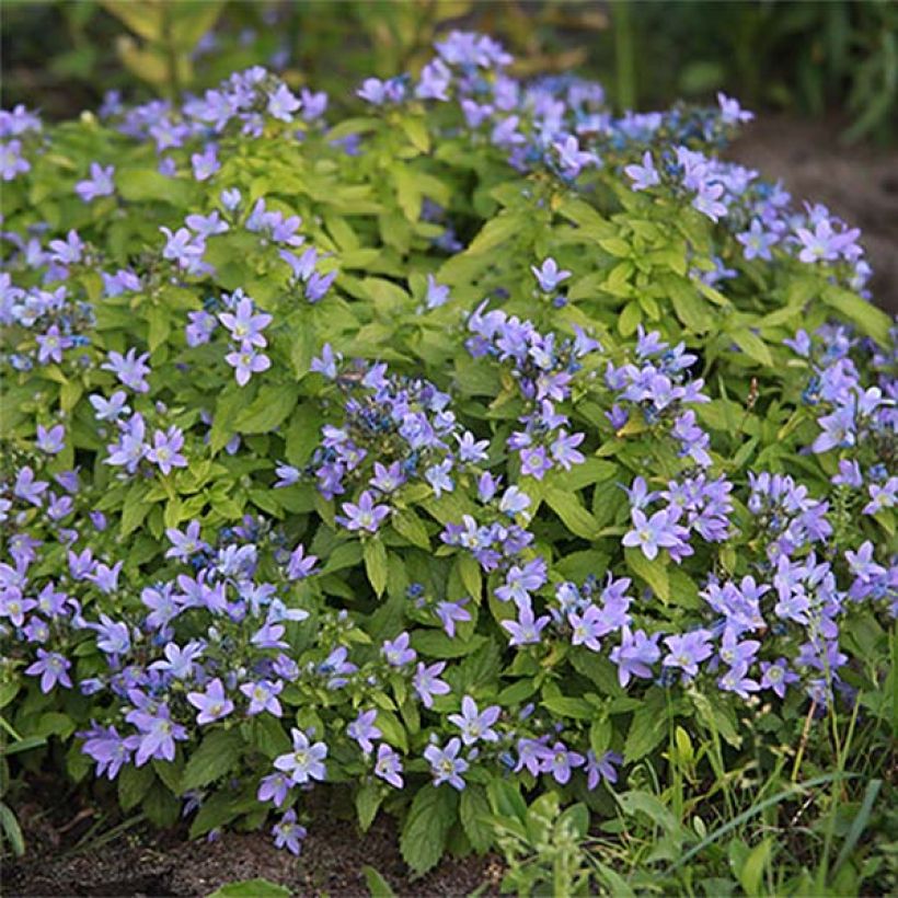 Campanula lactiflora Blue Pouffe - Campanule laiteuse (Plant habit)