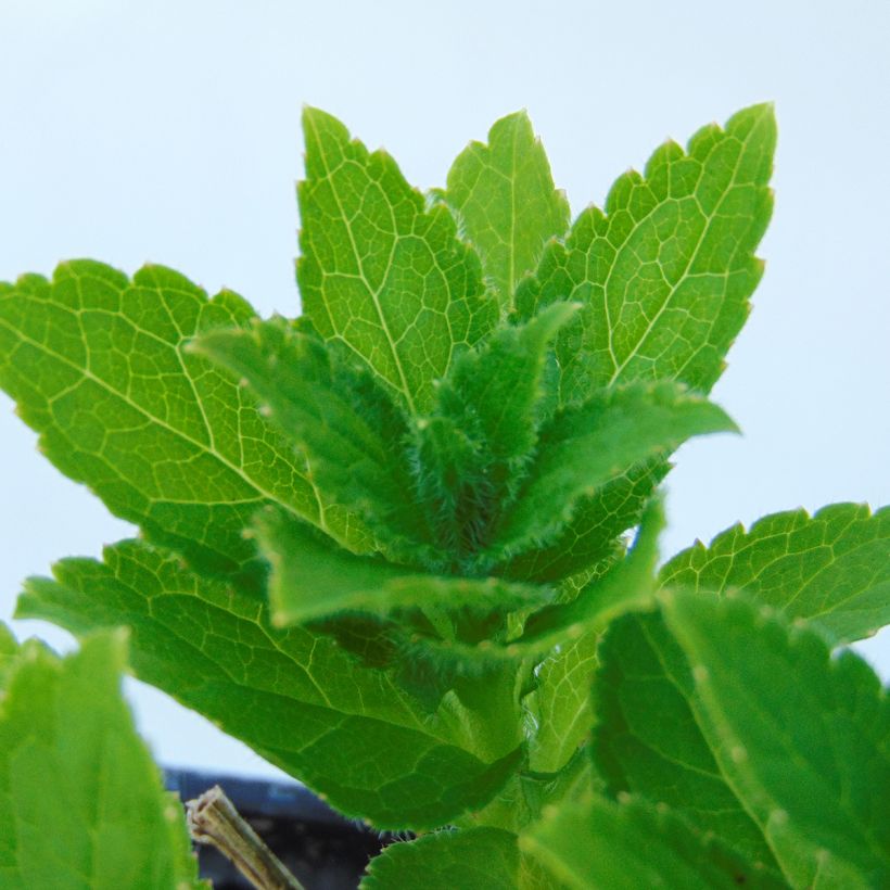 Campanula lactiflora Blue Pouffe - Campanule laiteuse (Foliage)