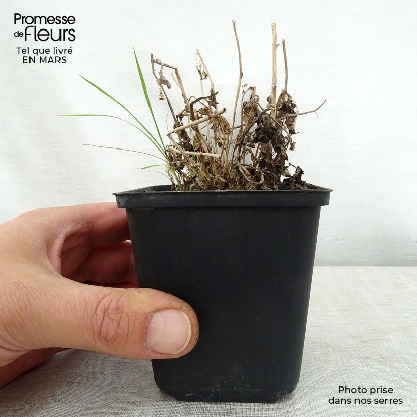 Example of Campanula lactiflora White Pouffe - Campanule laiteuse Godet de 8/9 cm as you get in printemps