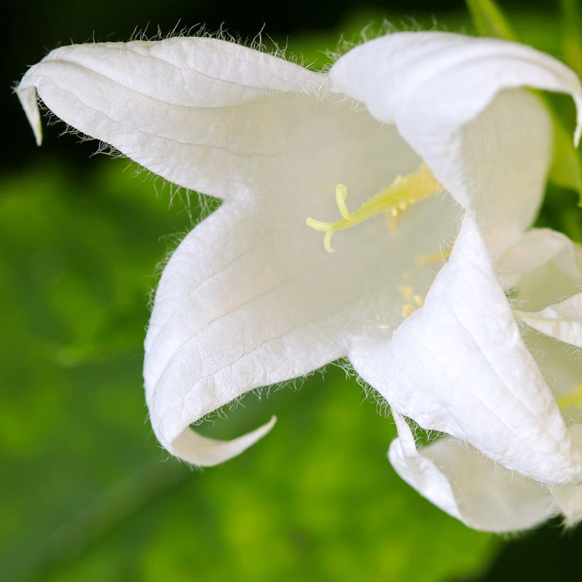 Campanula lactiflora White Pouffe - Campanule laiteuse (Flowering)