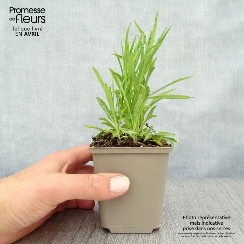 Example of Campanula persicifolia La Bello - Campanule à feuilles de pêcher Godet de 8/9 cm as you get in printemps