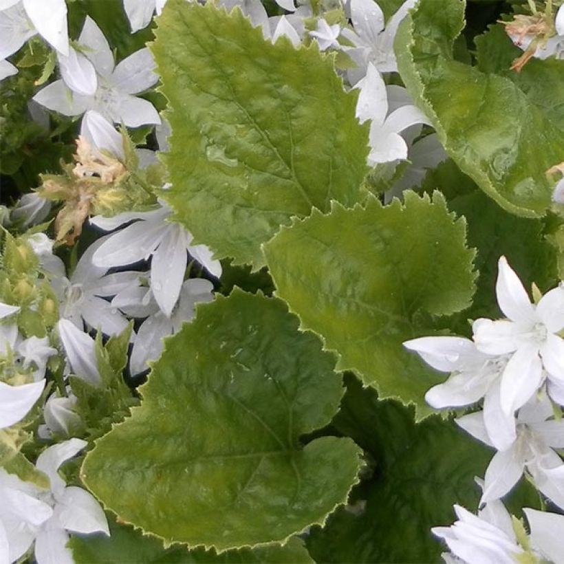 Campanula poscharskyana E.H. Frost - Campanule des Murets (Foliage)