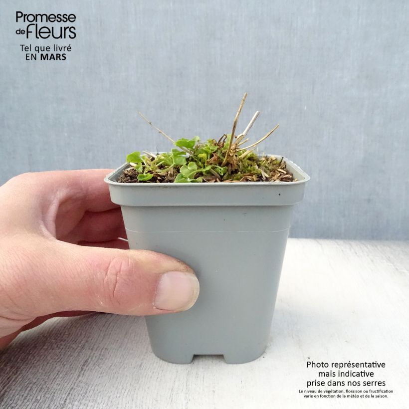 Example of Campanula poscharskyana E.H. Frost - Campanule des Murets Godet de 8/9 cm as you get in printemps