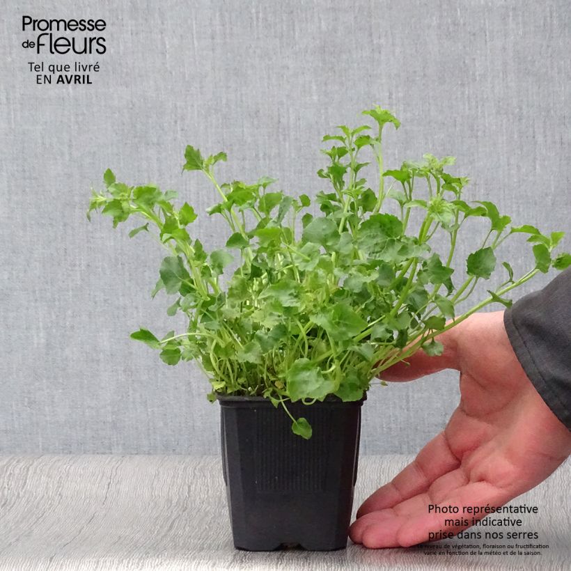 Example of Campanula poscharskyana Lisduggan Variety - Campanule des Murets Godet de 8/9 cm as you get in printemps