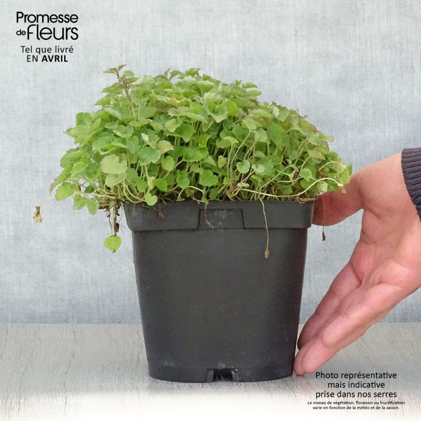 Example of Campanula poscharskyana Lisduggan Variety - Campanule des Murets Pot de 2L/3L as you get in printemps