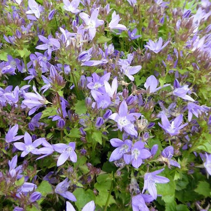 Campanula poscharskyana Trollkind - Campanule des Murets (Flowering)