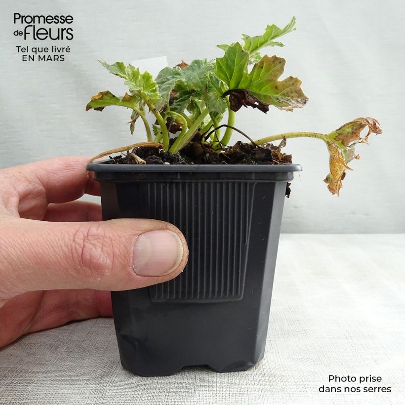 Example of Campanula poscharskyana Trollkind - Campanule des Murets Godet de 8/9 cm as you get in printemps