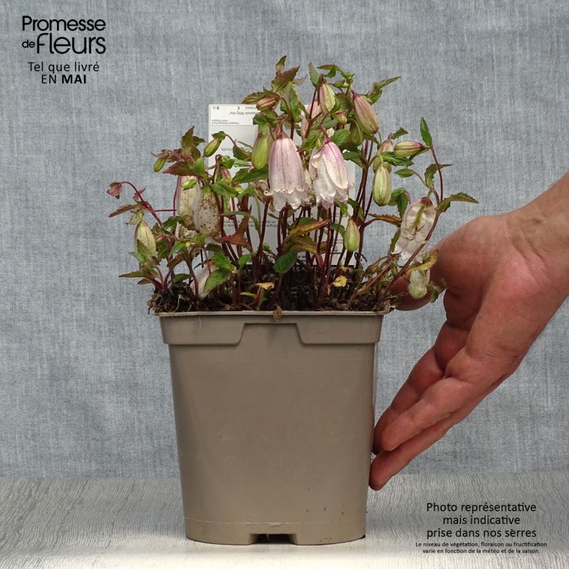 Example of Campanula punctata Milky Way - Campanule hybride Pot de 2L/3L as you get in printemps