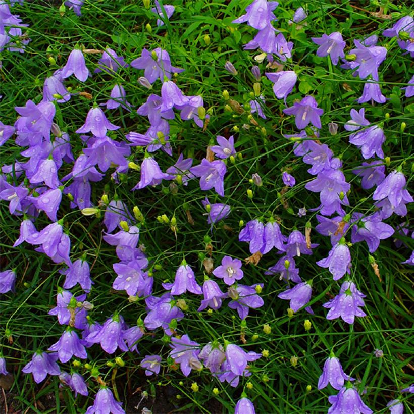 Campanula rotundifolia - Campanule à feuilles rondes (Flowering)