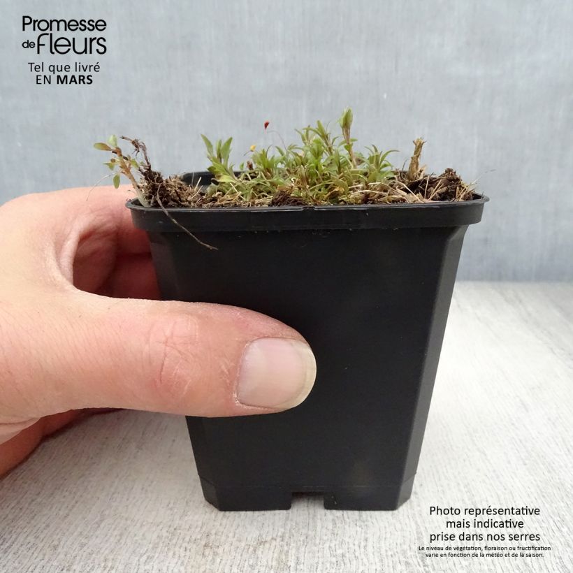 Example of Campanula rotundifolia - Campanule à feuilles rondes Godet de 8/9 cm as you get in printemps