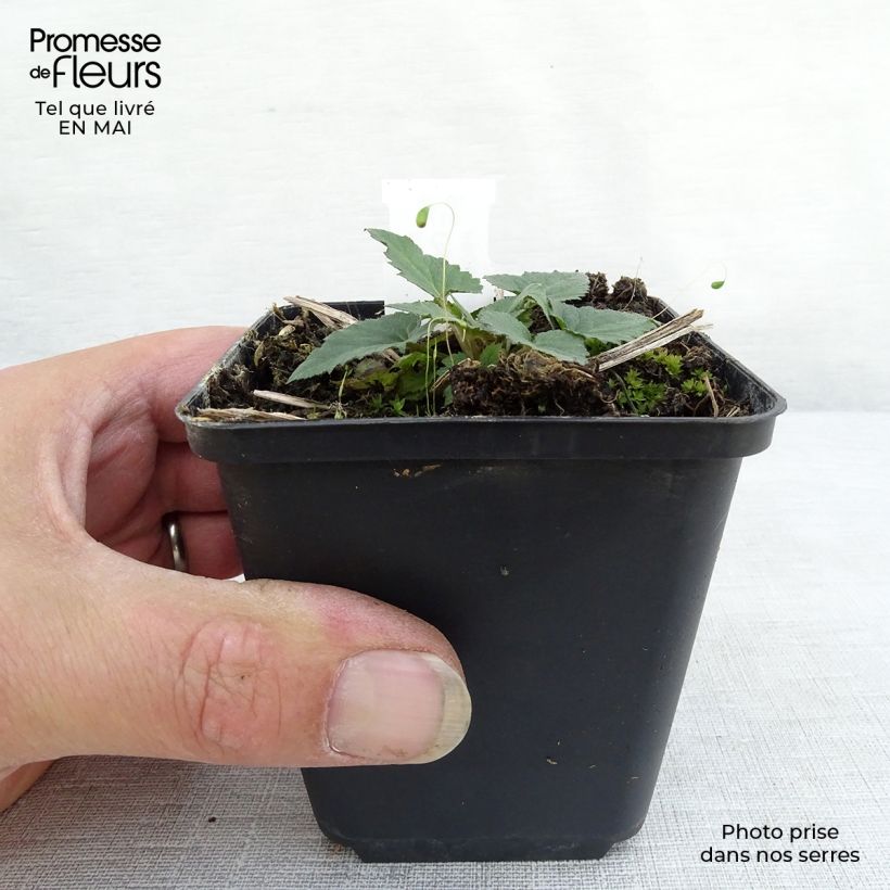 Spécimen de Campanula trachelium - Campanule gantelée Godet de 8/9 cm tel que livré au printemps