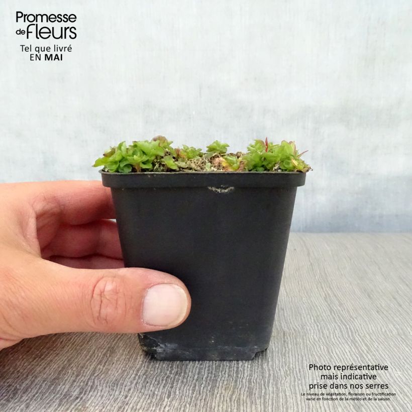 Example of Campanule G.F. Wilson Godet de 8/9 cm as you get in printemps