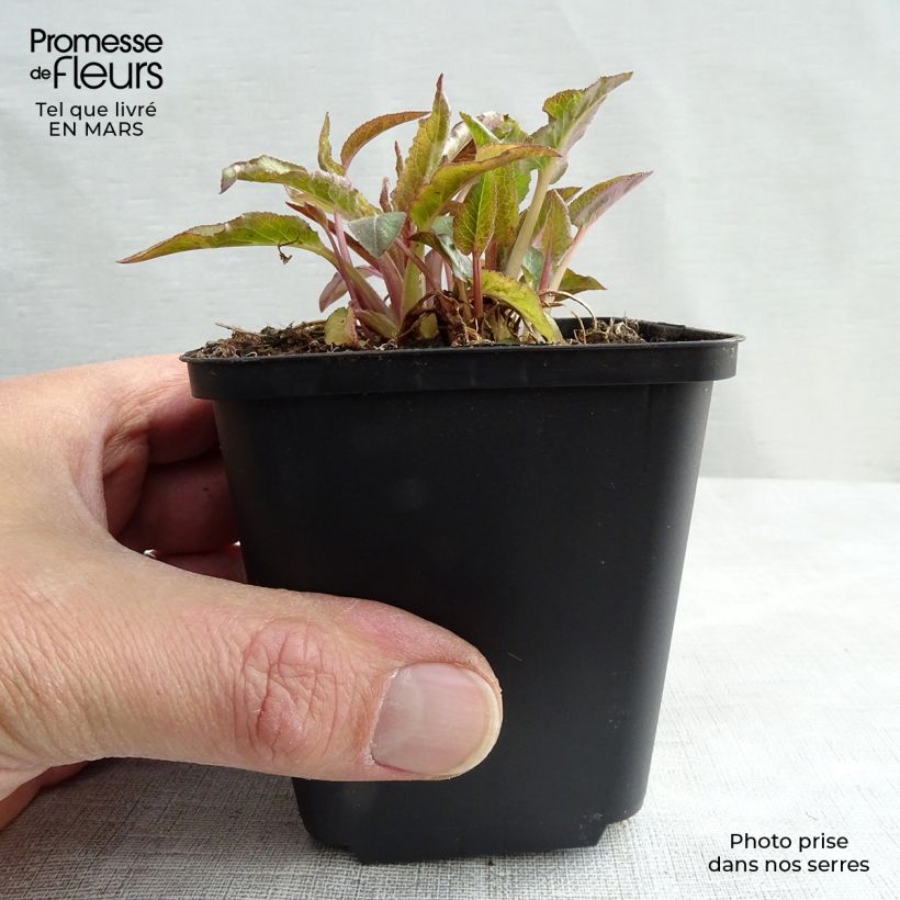 Example of Campanule à bouquets - Campanula glomerata Superba Godet de 8/9 cm as you get in printemps