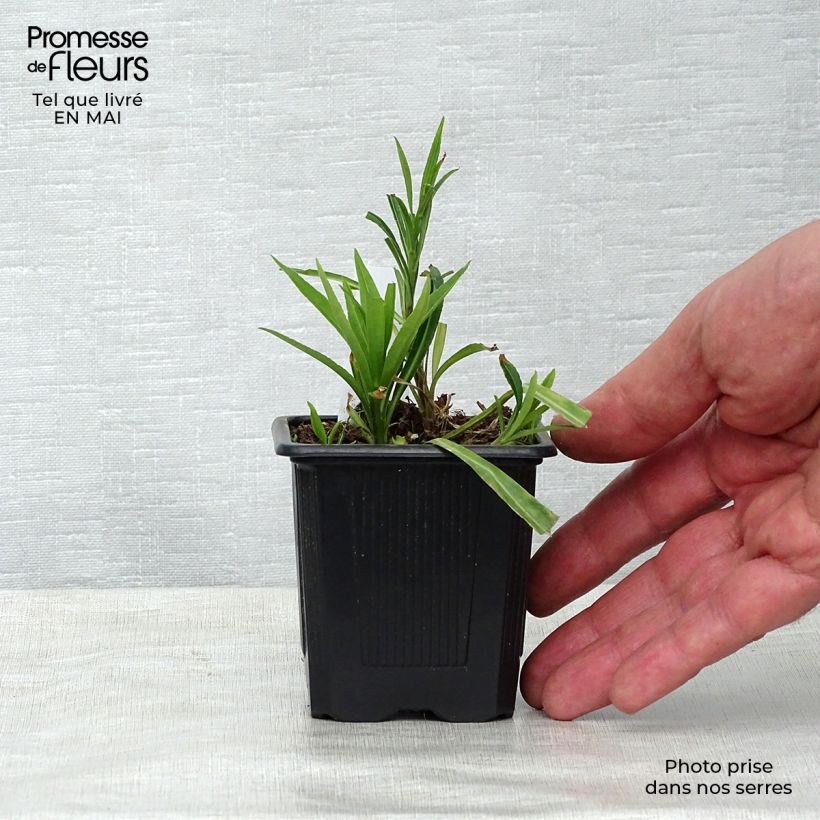 Example of Campanule à feuilles de pêcher - Campanula persicifolia Godet de 8/9 cm as you get in printemps