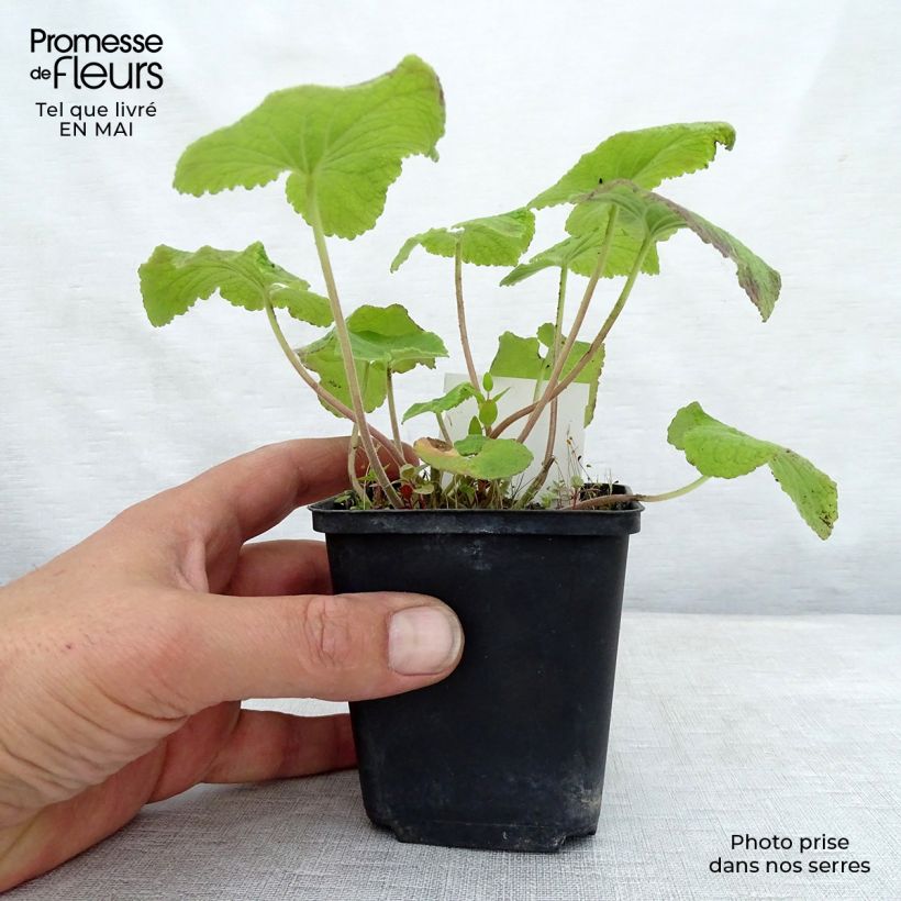 Spécimen de Campanule alliariifolia Godet de 8/9 cm tel que livré au printemps