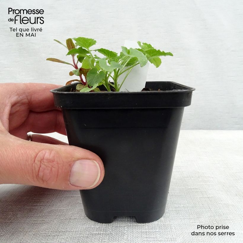 Example of Campanule carpatica Alba - Campanule des Carpates Godet de 8/9 cm as you get in printemps