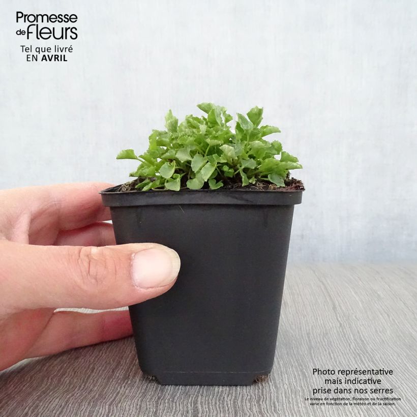 Example of Campanule carpatica - Campanule des Carpates Godet de 8/9 cm as you get in printemps