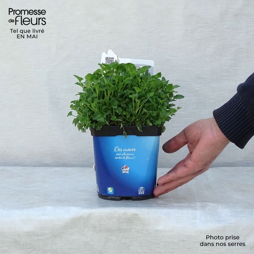 Example of Campanule carpatica Clips bleue - Campanule des Carpates Pot de 2L/3L as you get in printemps