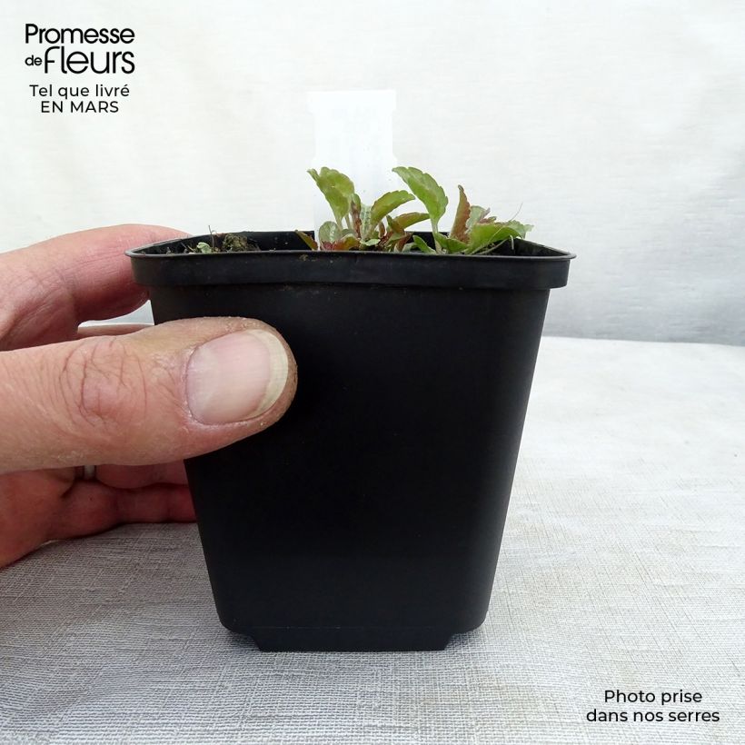 Spécimen de Campanule carpatica Karl Foerster - Campanule des Carpates Godet de 8/9 cm tel que livré au printemps