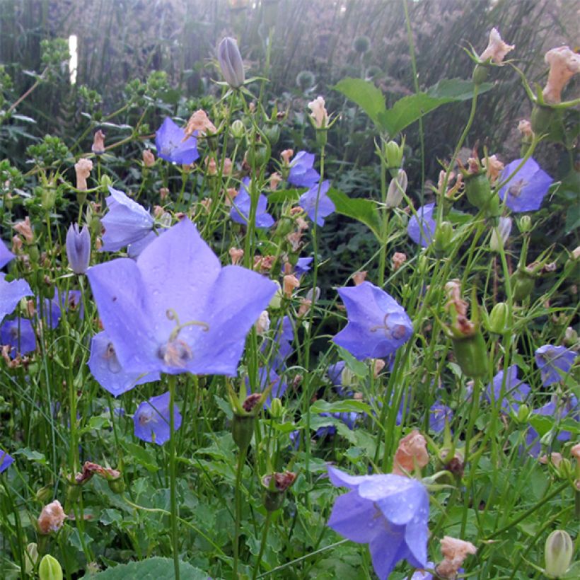 Campanule carpatica Molly Pinsent (Floraison)