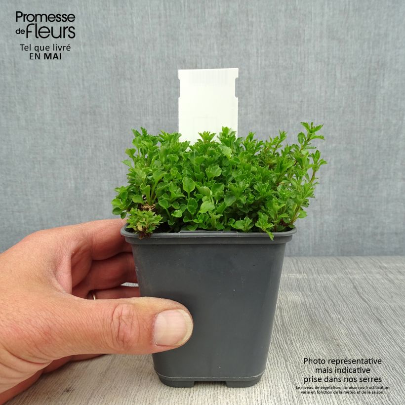 Spécimen de Campanule cochleariifolia Bavaria Blue Godet de 8/9 cm tel que livré au printemps