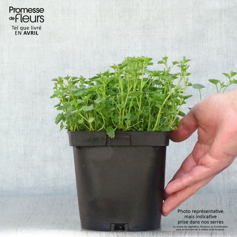 Example of Campanule des murs - Campanula portenschlagiana (muralis) Pot de 2L/3L as you get in printemps