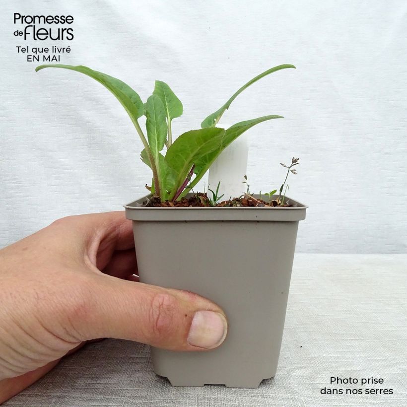 Example of Campanule glomerata Caroline Godet de 8/9 cm as you get in printemps