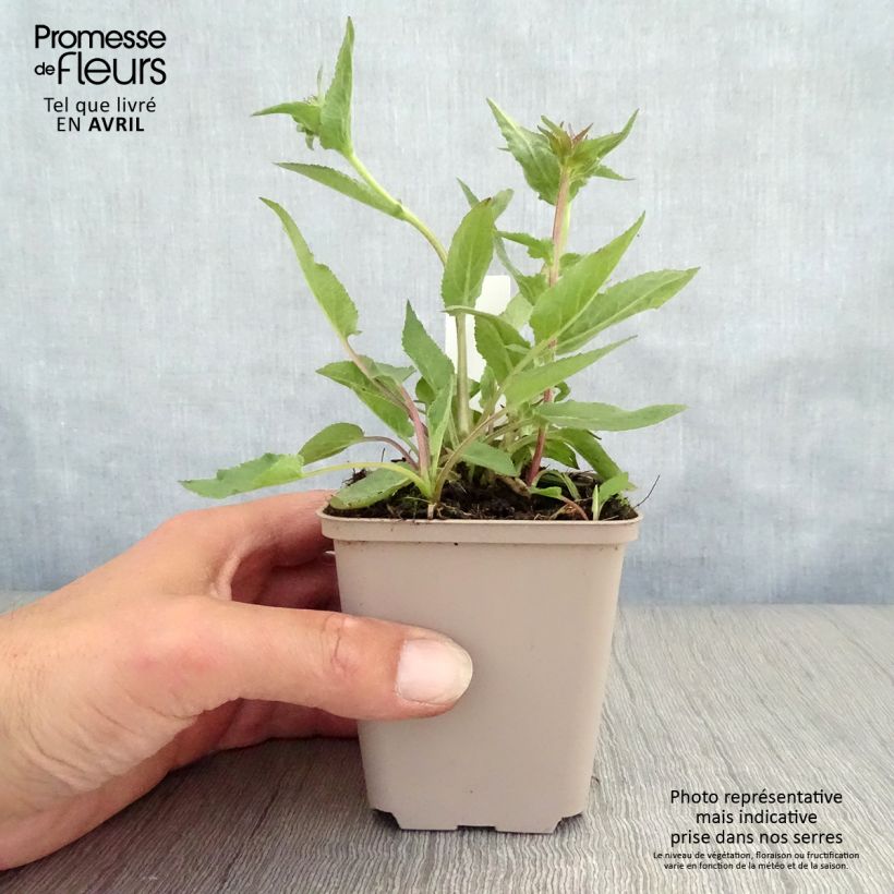 Example of Campanule glomerata Joan Elliot - Campanule à Bouquet  Godet de 8/9 cm as you get in printemps