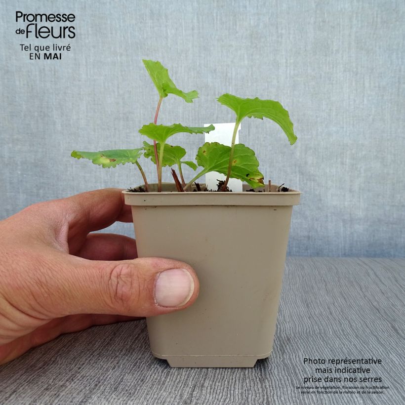 Spécimen de Campanule hybride - Campanula Iridescent Bells Godet de 8/9 cm tel que livré au printemps