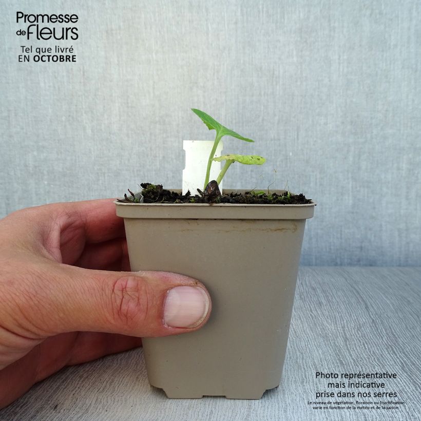 Spécimen de Campanule hybride Kent Belle Godet de 8/9 cm tel que livré en automne